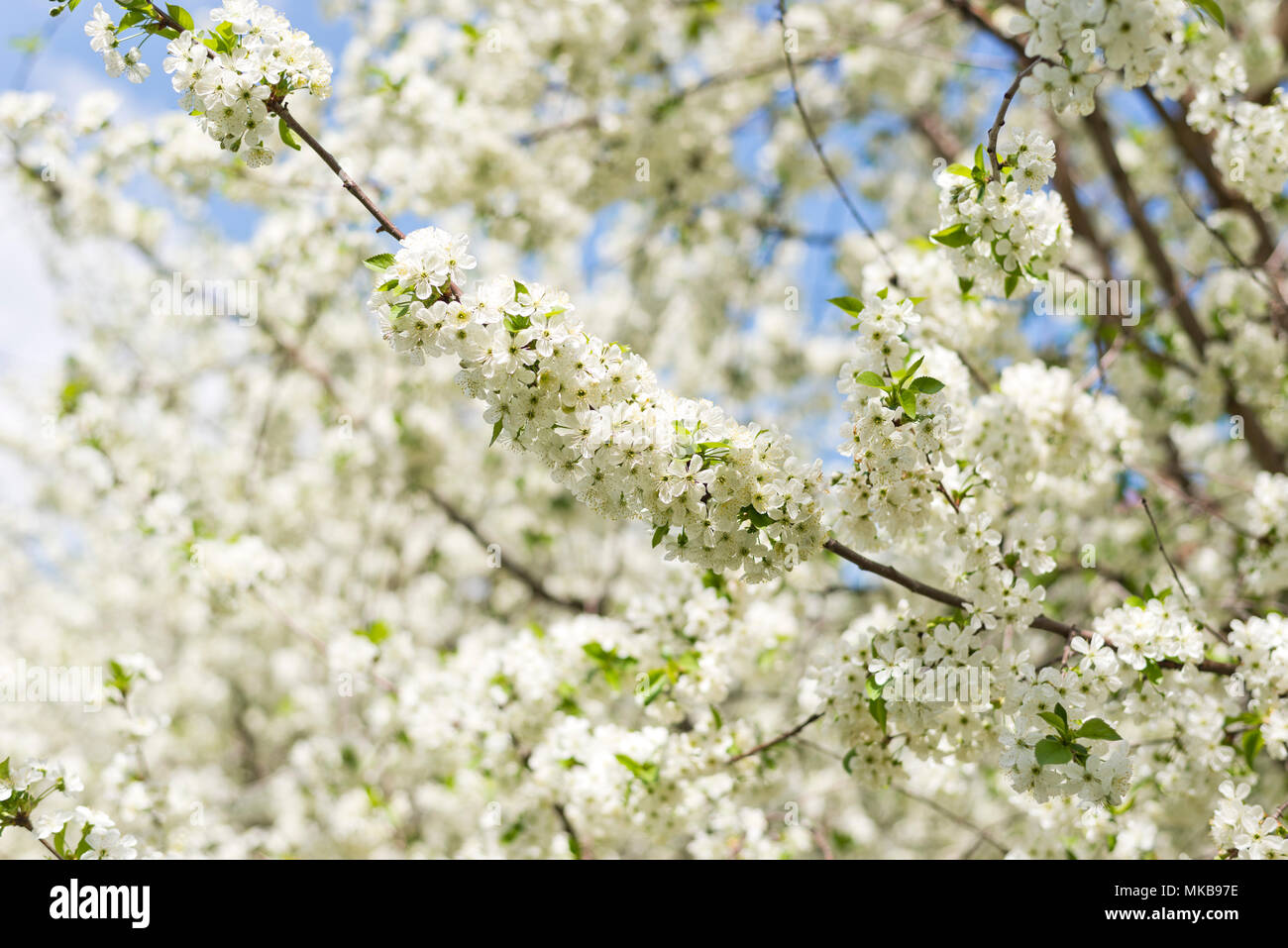 Primavera flor de una cereza agria meadow Foto de stock