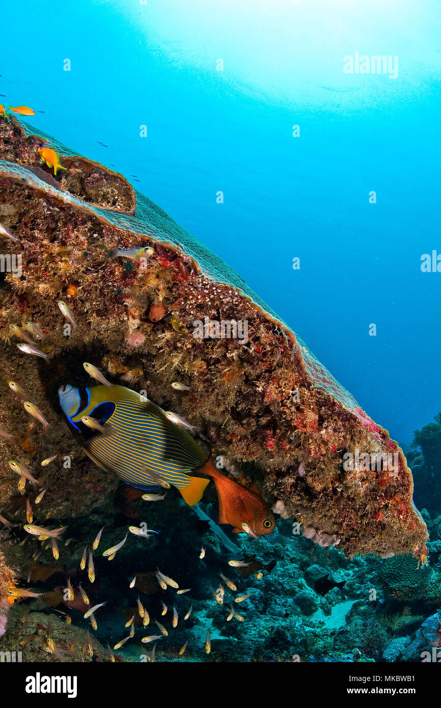 Mafia island marine park fotografías e imágenes de alta resolución Alamy