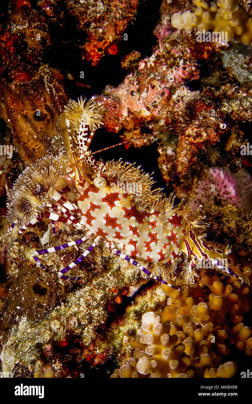 Parque Marino De La Isla De La Mafia Fotos e Imágenes de stock Alamy