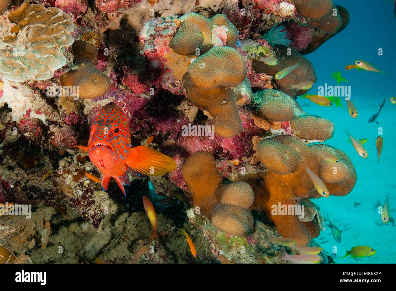 Parque Marino De La Isla De La Mafia Fotos e Imágenes de stock Alamy