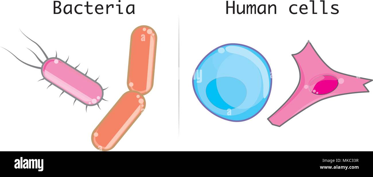 Diferencias entre las células humanas y microorganismos como bacterias Ilustración del Vector