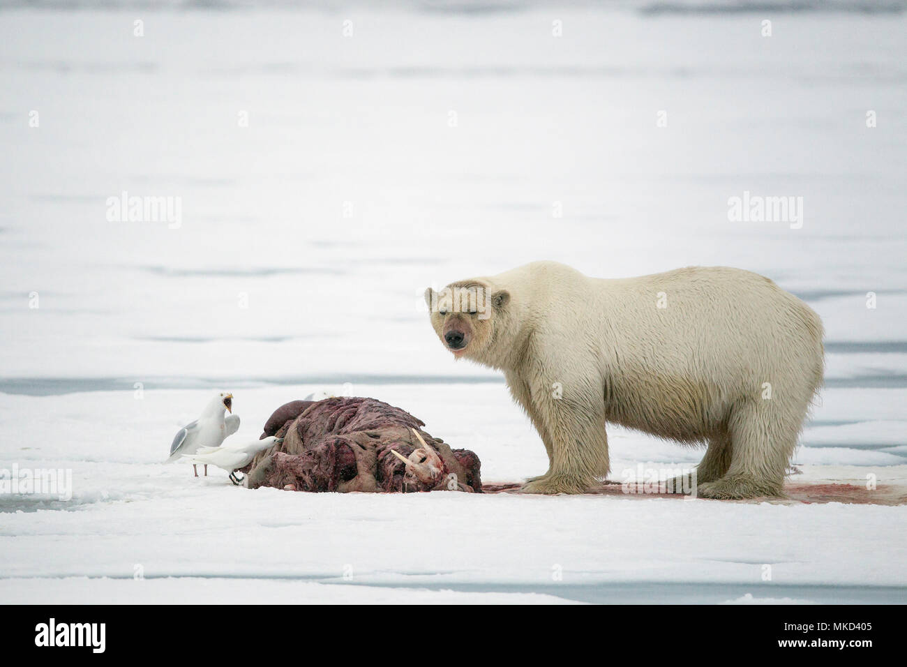 El oso polar (Ursus maritimus) comiendo una morsa (Odobenus rosmarus), sobre el hielo, Spitsbergen, Svalbard, archipiélago noruego, Noruega, el Océano Ártico Foto de stock