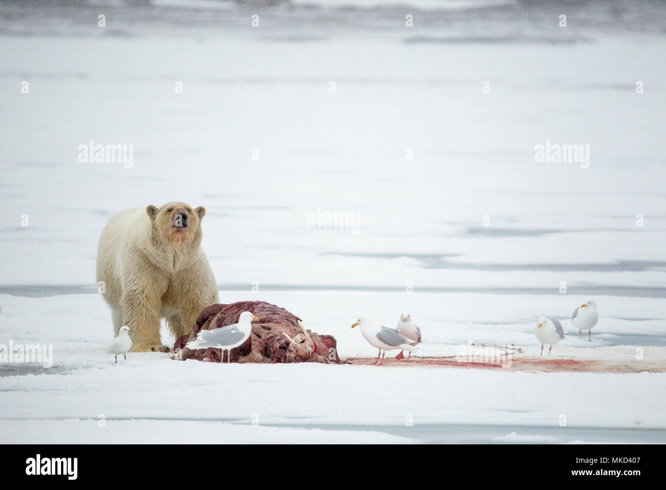 El oso polar (Ursus maritimus) comiendo una morsa (Odobenus rosmarus), sobre el hielo, Spitsbergen, Svalbard, archipiélago noruego, Noruega, el Océano Ártico Foto de stock