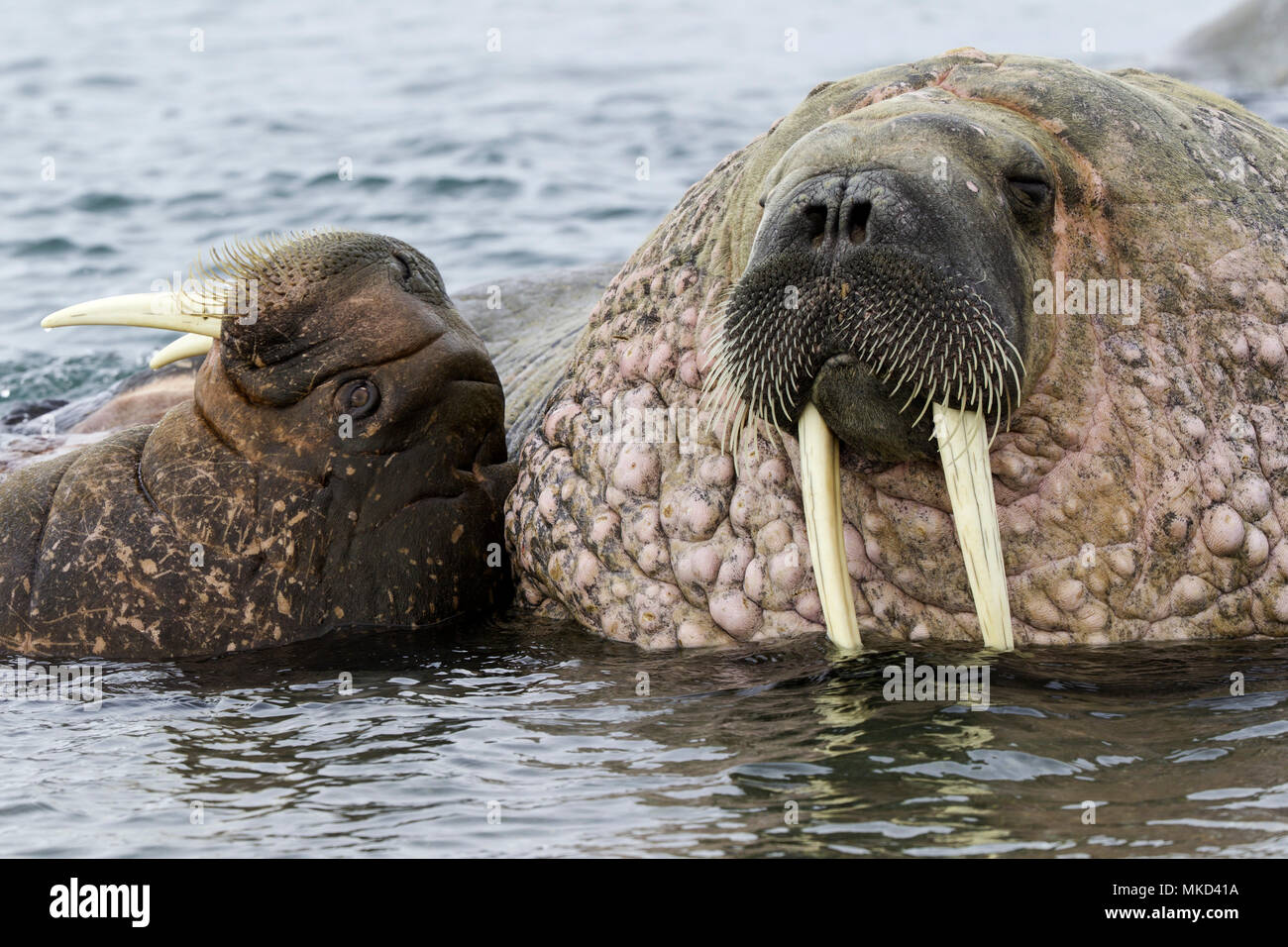 Par de la morsa del Atlántico (Odobenus rosmarus), un adulto y un menor jugando con sus colmillos, Vulnerable (UICN), Spitsbergen, Svalbard, archipiélago noruego, Noruega, el Océano Ártico Foto de stock