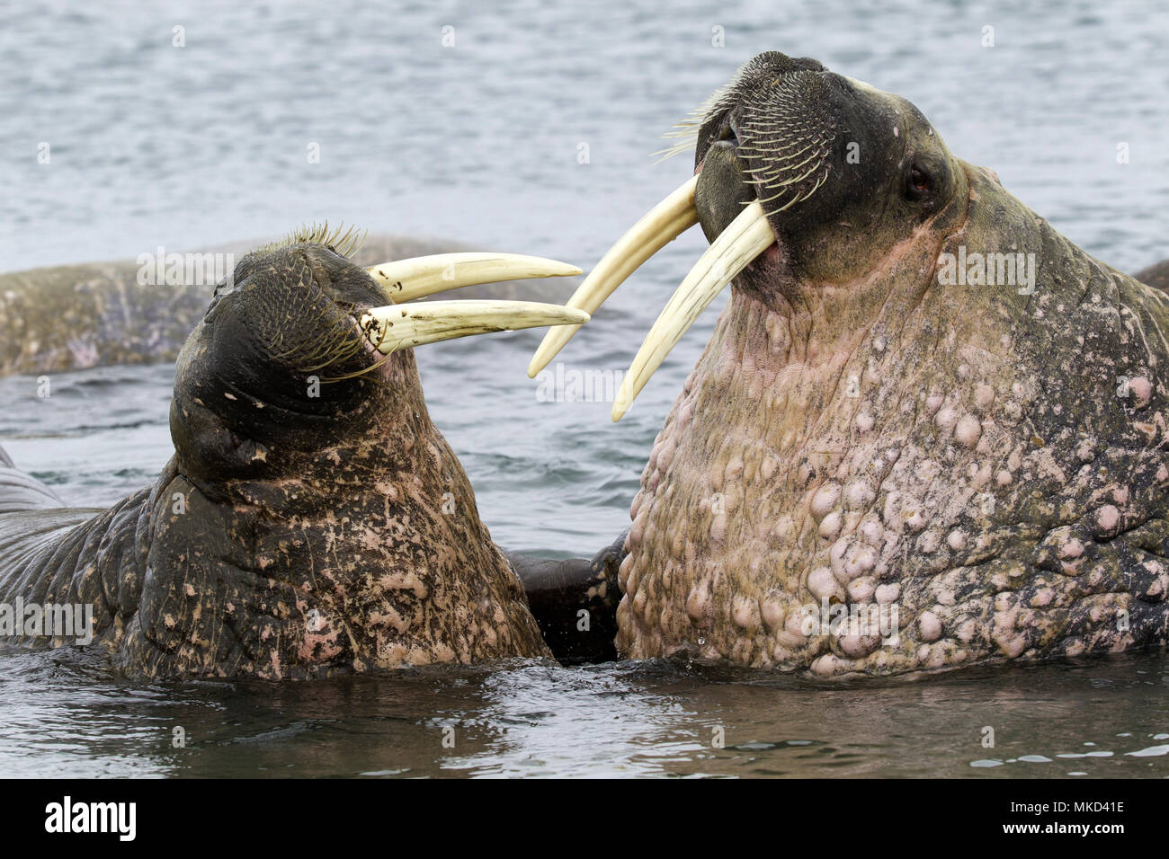 Par de la morsa del Atlántico (Odobenus rosmarus), un adulto y un menor jugando con sus colmillos, Vulnerable (UICN), Spitsbergen, Svalbard, archipiélago noruego, Noruega, el Océano Ártico Foto de stock