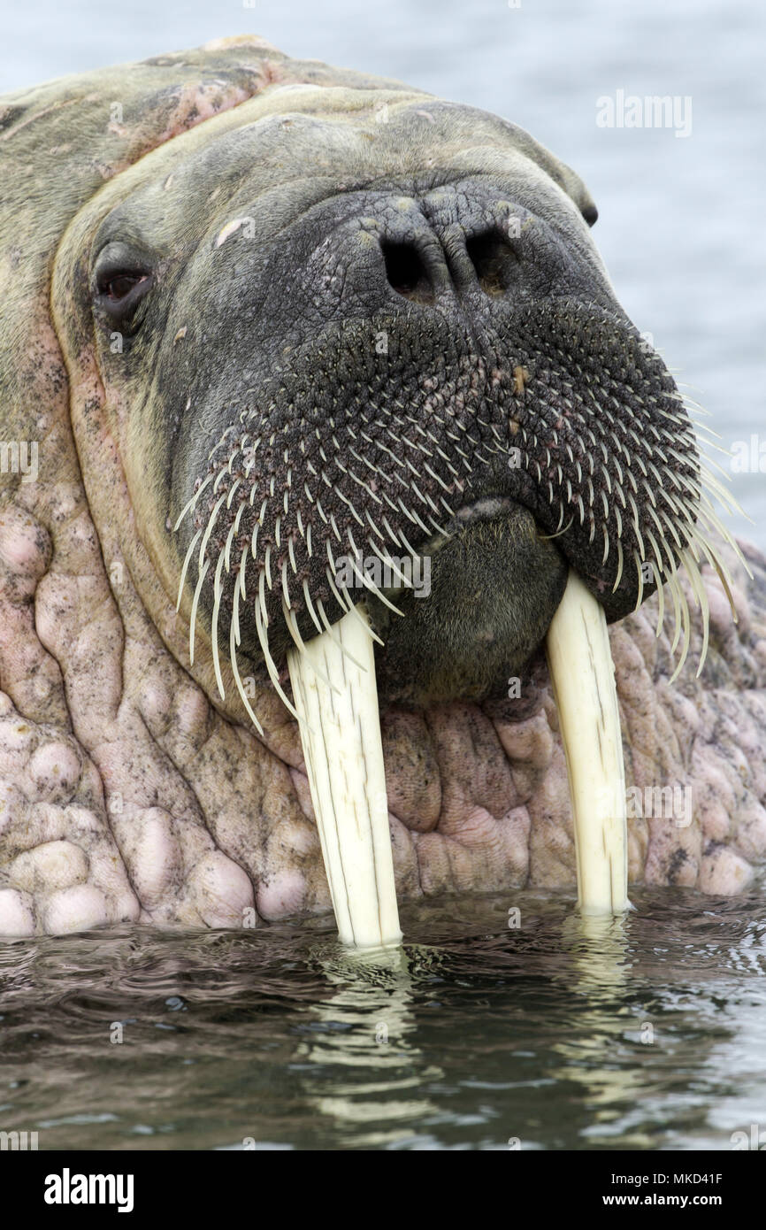 Retrato de la morsa del Atlántico (Odobenus rosmarus) con su característica más destacada los largos colmillos, Spitsbergen, Svalbard, archipiélago noruego, Noruega, el Océano Ártico Foto de stock