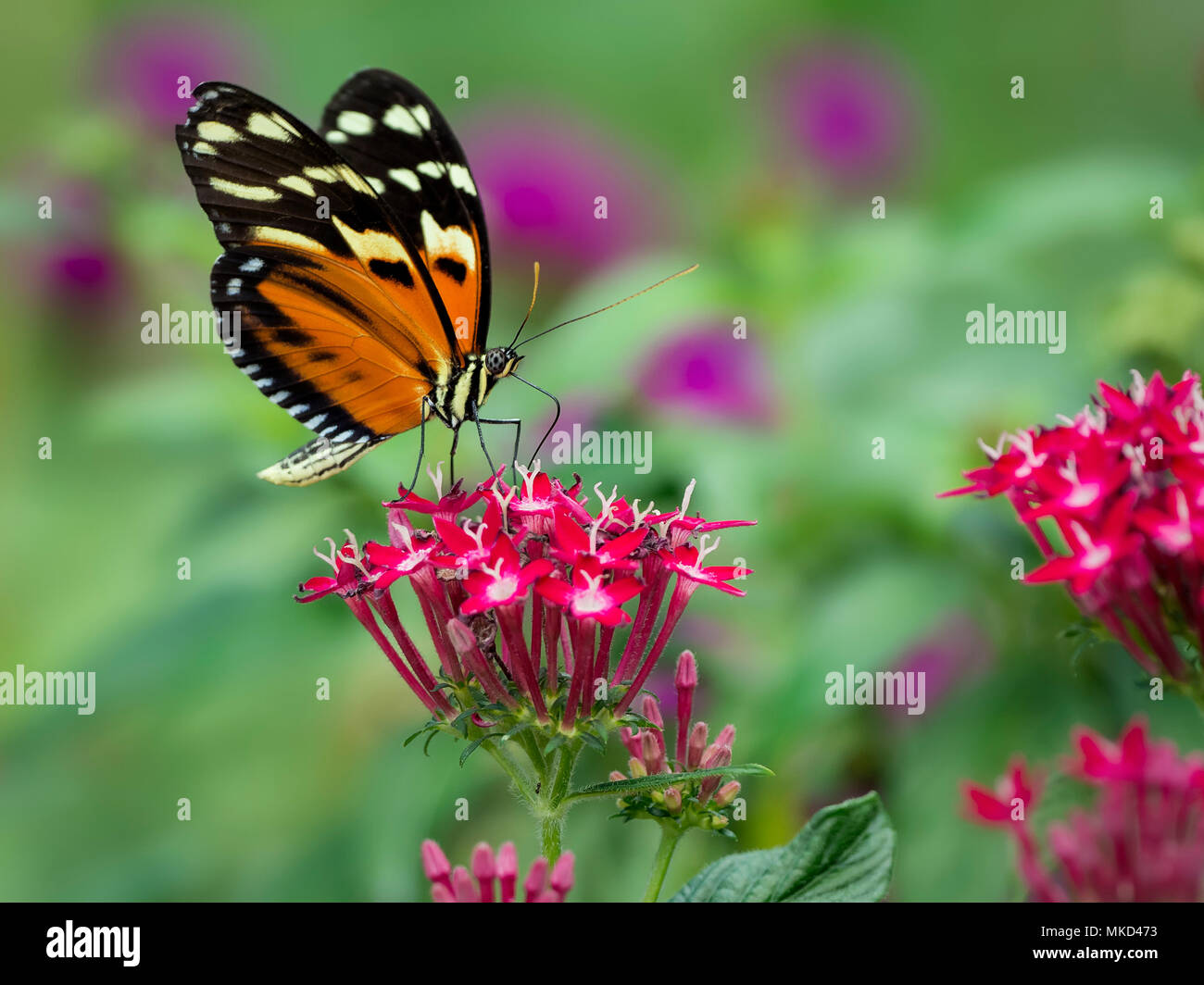 Heliconius ssp. mariposa, Panamá, Febrero Foto de stock