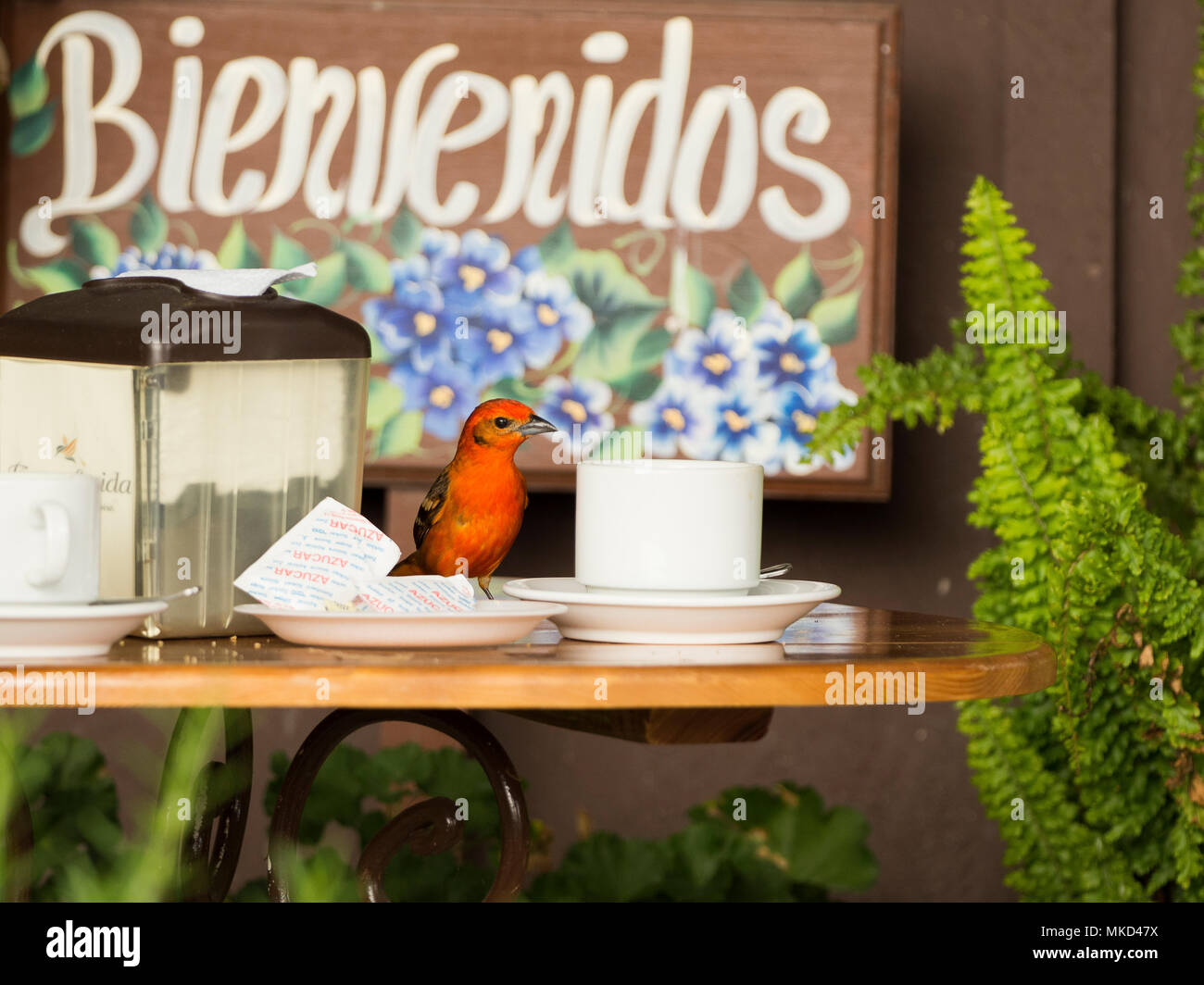 Flame-colored Tanager (Piranga bidentata), macho en el coffee-shop tabla, Chiriquí, Panamá, marzo Foto de stock