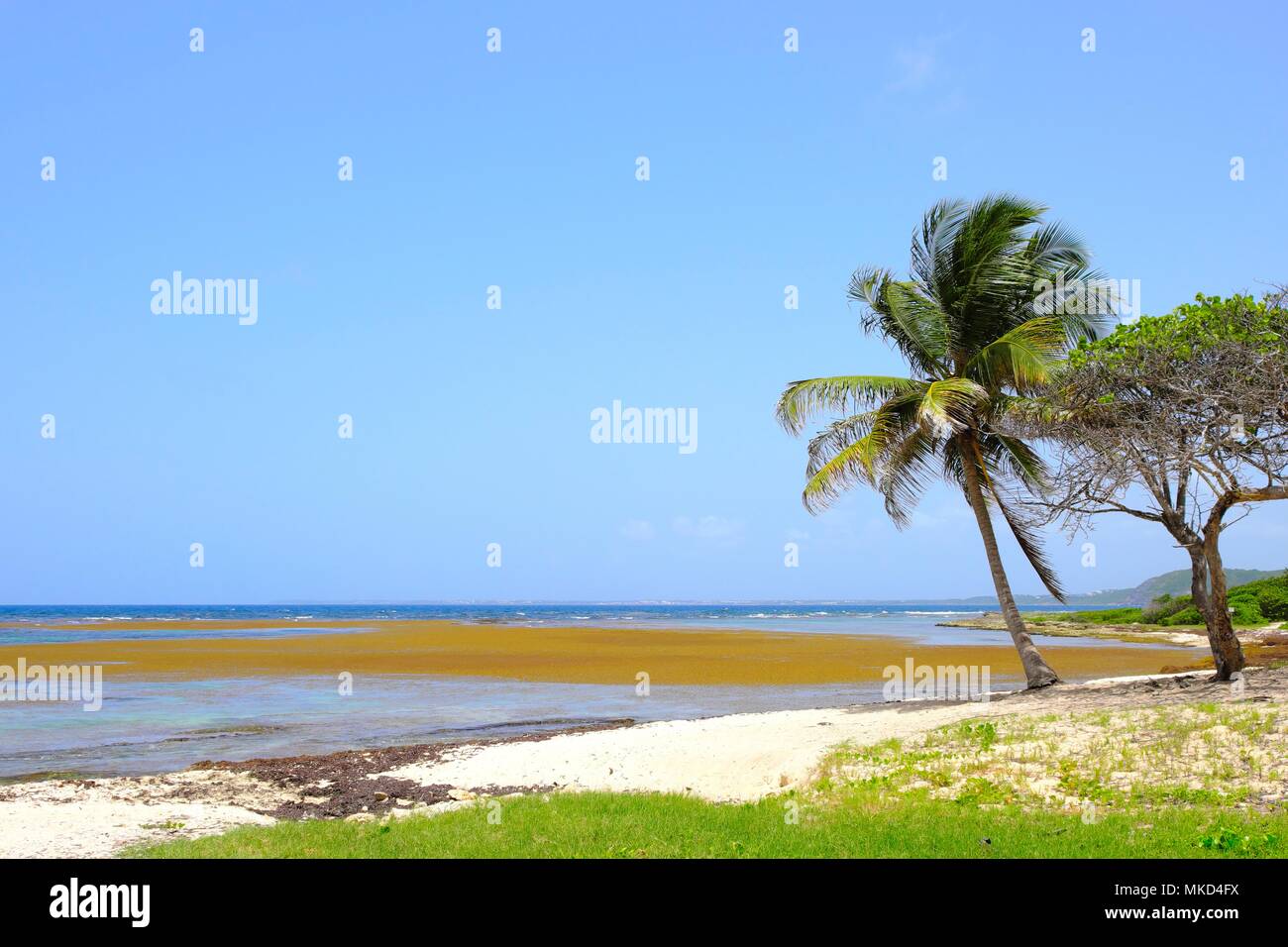 Varada de sargassum (Sargassum fluitans) y Sargassum natans) en la playa de Anse Maurice, Petit Canal común, la playa está cerrada, en ausencia de viento, un olor pestilential impide su asistencia, Guadalupe Foto de stock
