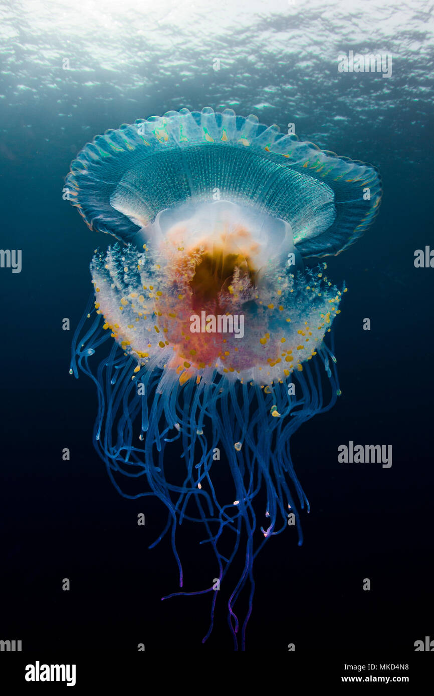 Ángulo de visión baja (medusas Cephea cephea) deriva en aguas abiertas, Tahití, Polinesia Francesa Foto de stock