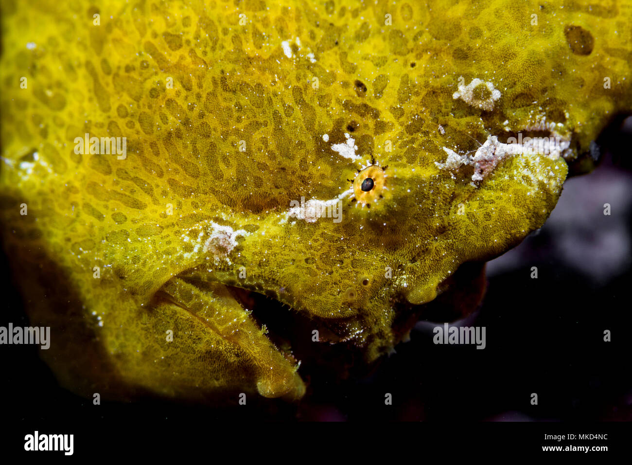 Cerrar vista lateral derecha de la cabeza (Frogfish Commerson Antennarius commerson), Tahití, Polinesia Francesa Foto de stock