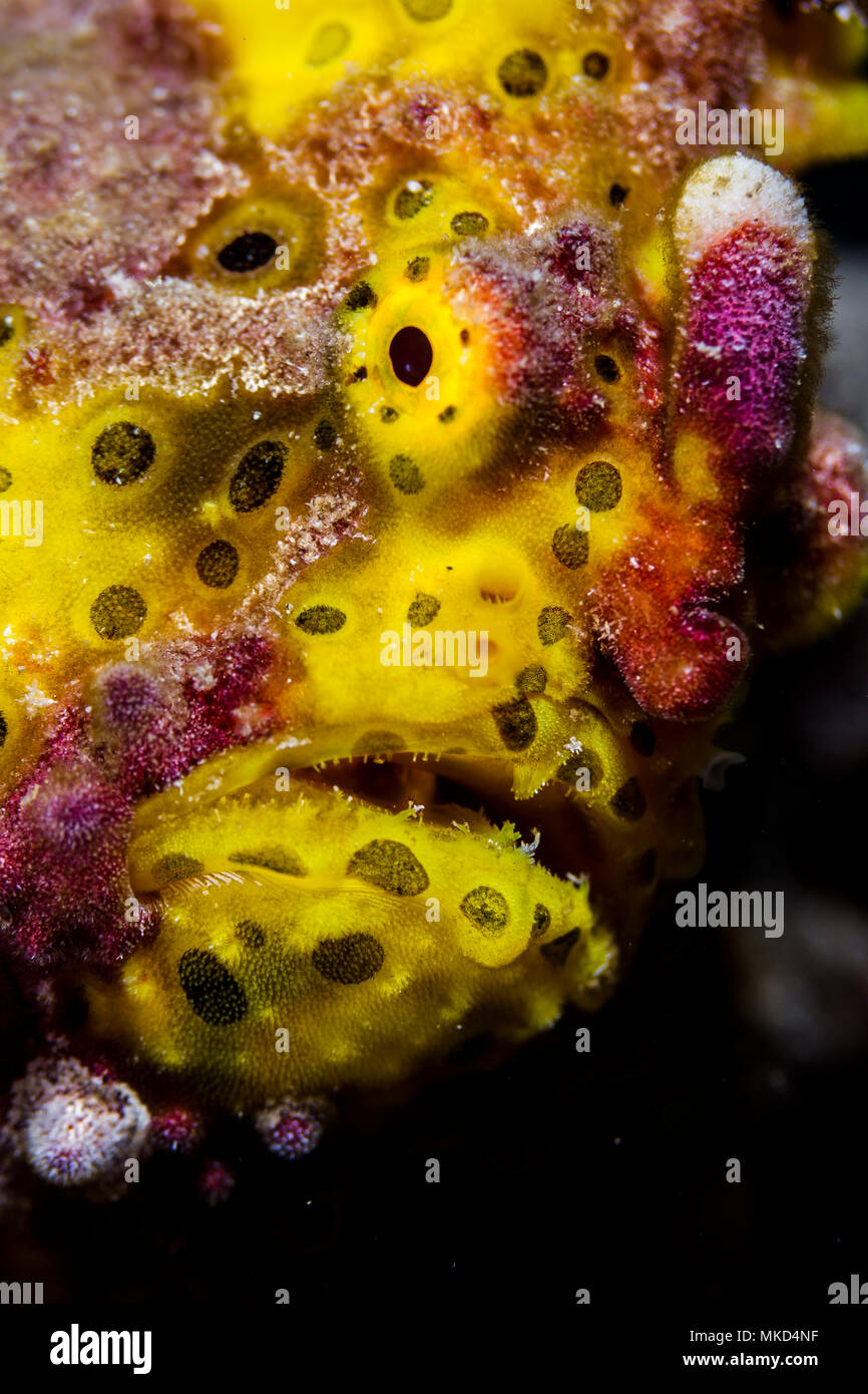 Cerrar vista frontal amarillo Frogfish verrugosa (Antennarius maculatus), Tahití, Polinesia Francesa Foto de stock