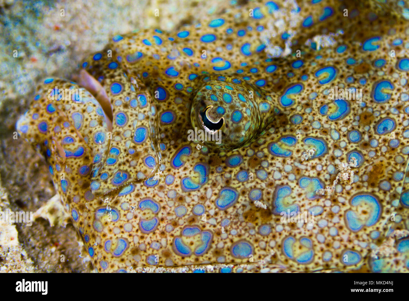Vista anterior de una platija (Flowerys Bothus mancus) Jefe de Tahití, Polinesia Francesa Foto de stock