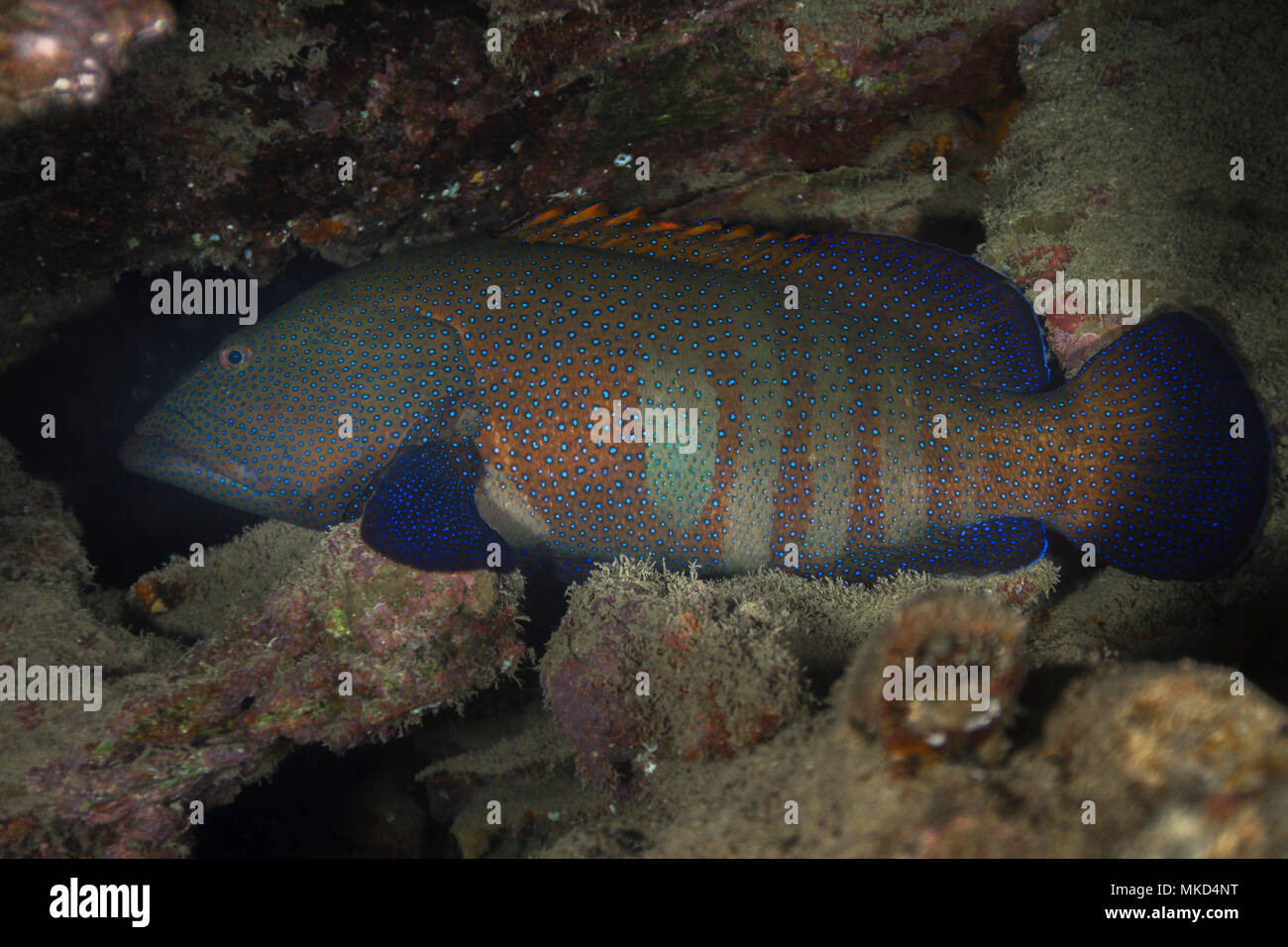 Vista lateral izquierda de Blue-spotted agrupador(Cephalopholis argus), Tahití, Polinesia Francesa Foto de stock