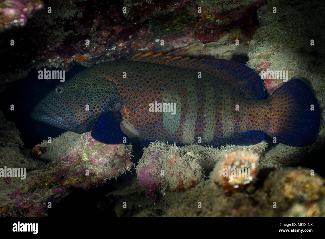 Vista lateral izquierda de Blue-spotted agrupador(Cephalopholis argus), Tahití, Polinesia Francesa Foto de stock