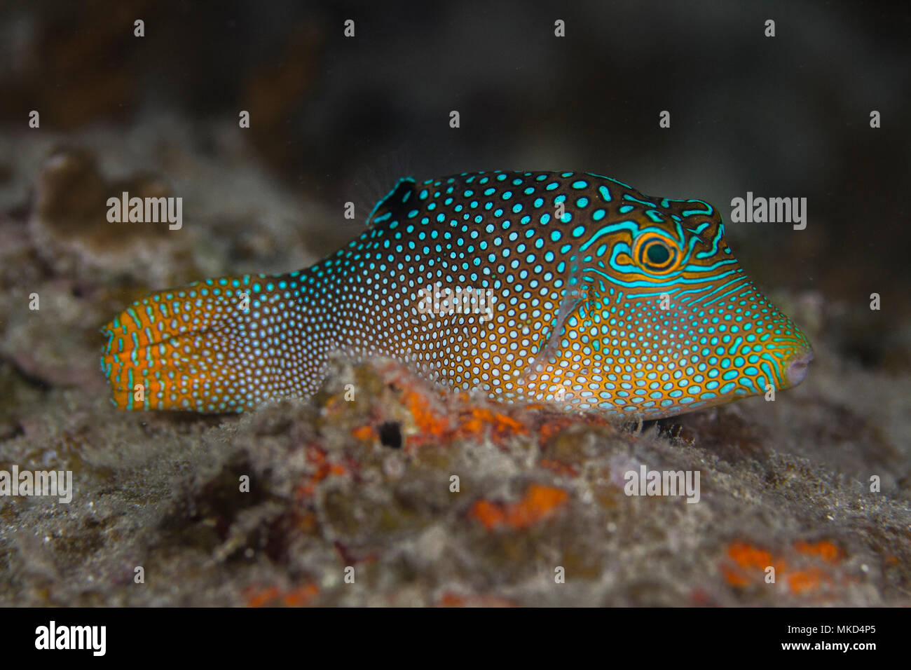 Vista lateral derecha de Toby (Canthigaster solandri manchado) en Arrecife, Tahití, Polinesia Francesa Foto de stock