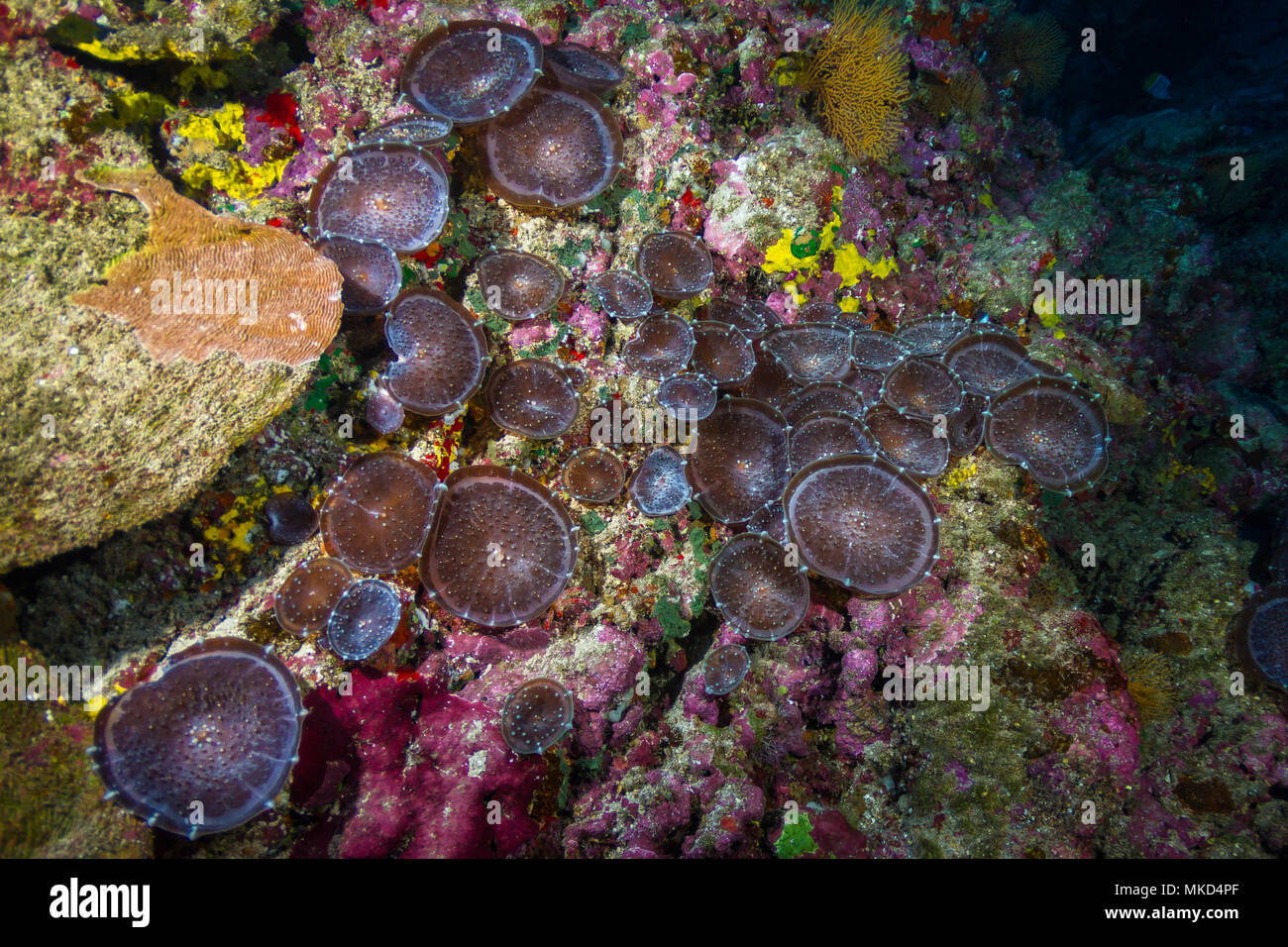 Amplia vista anémona de oreja de elefante (Amplexidiscus fenestrafer), Tahití, Polinesia Francesa Foto de stock