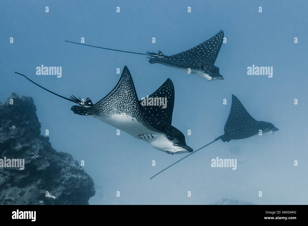 Vista panorámica del lado izquierdo Descubrió el rayo de águila (Aetobatus narinari), Tahití, Polinesia Francesa Foto de stock
