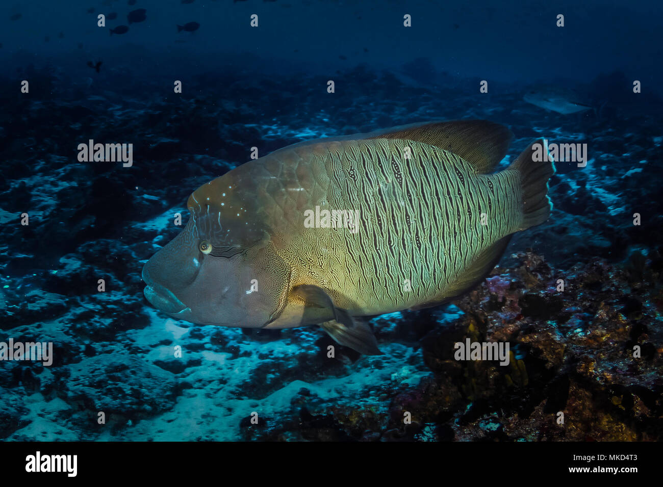 Vista lateral izquierda Humpgead napoleón (Cheilinus undulatus) cerca del botón del arrecife, Rangiroa, Polinesia Francesa Foto de stock
