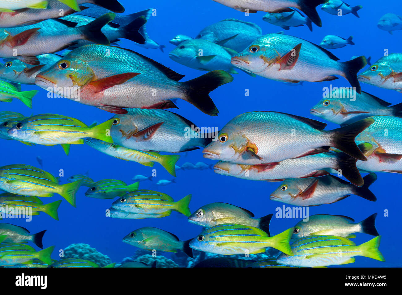 Vista lateral izquierda de la escuela de los pargos (Lutjanus gibbus Paddletail) y los pargos (Lutjanus kasmira Bluelined), Tahití, Polinesia Francesa Foto de stock