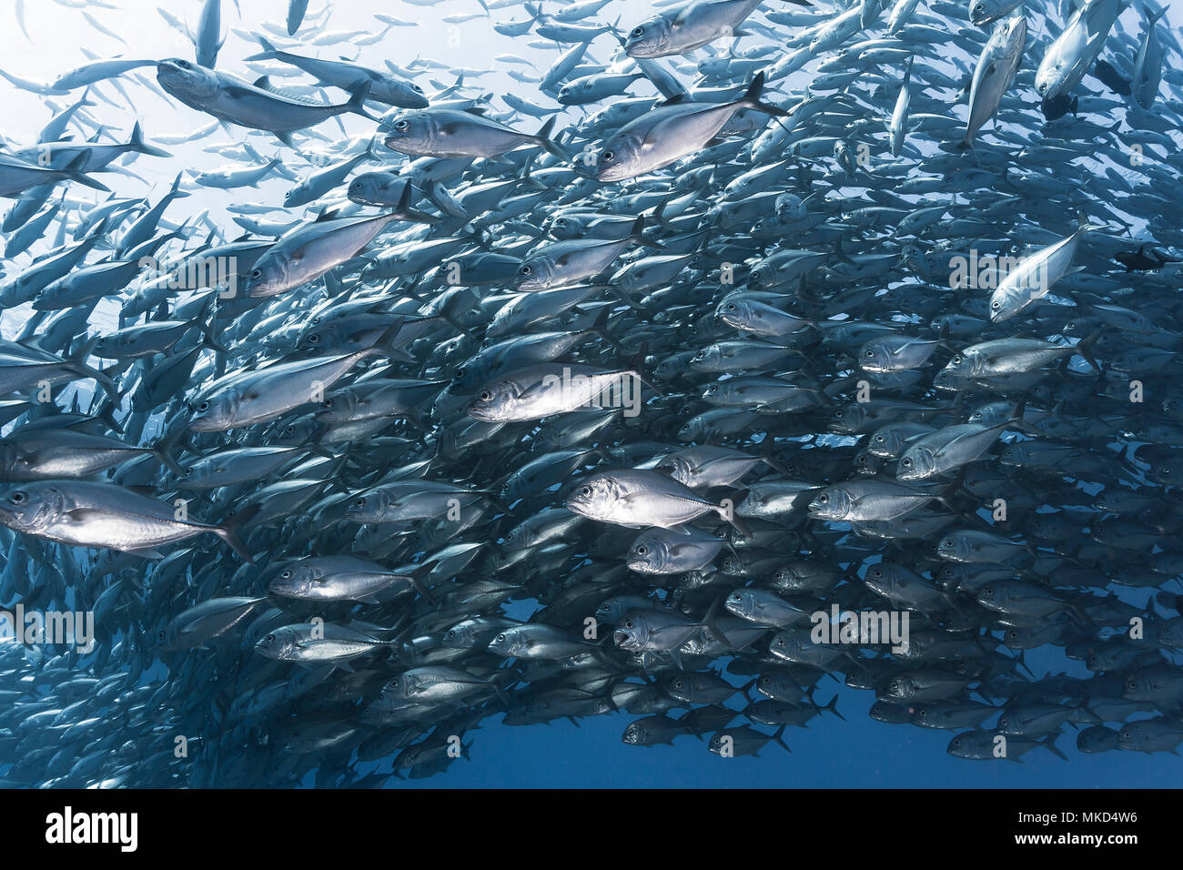 Vista del lado izquierdo cerca de la escuela de patudo compacto Jack (Caranx sexfasciatus), Tahití, Polinesia Francesa Foto de stock