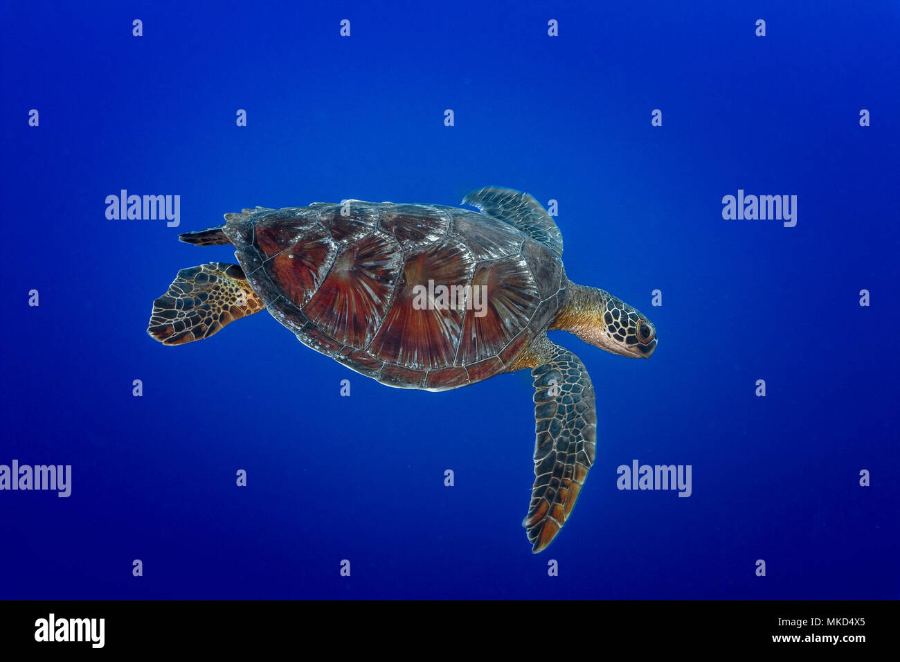 Arriba Vista lateral derecha de la tortuga verde (Chelonia mydas), natación, Tahití, Polinesia Francesa Foto de stock