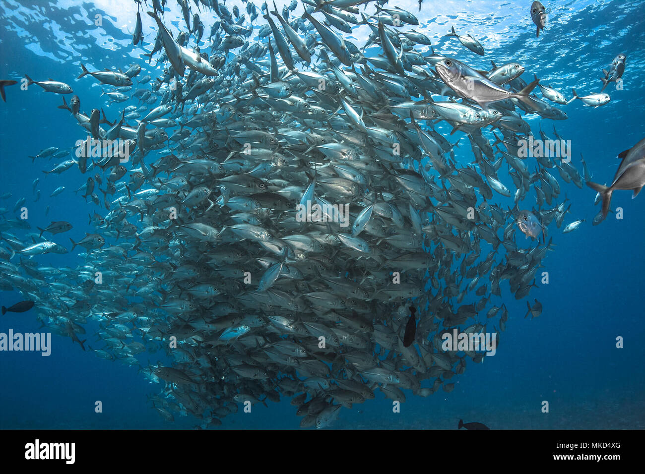 Cerrar vista lateral izquierda de la escuela de patudo Jack (Caranx sexfasciatus), Polinesia Francesa Foto de stock