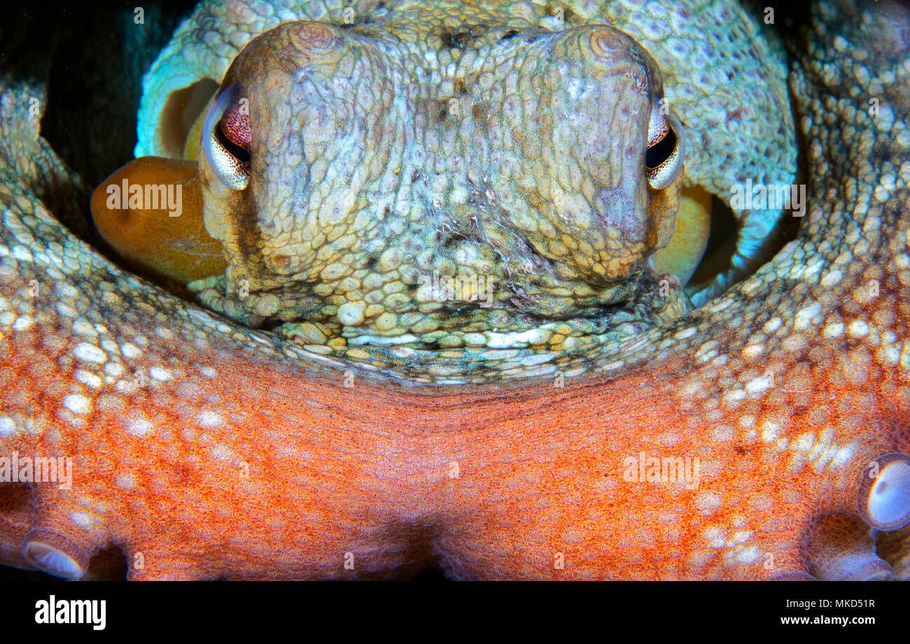 Detalles de los ojos. El Pulpo común (Octopus vulgaris), Tenerife, Islas Canarias Foto de stock