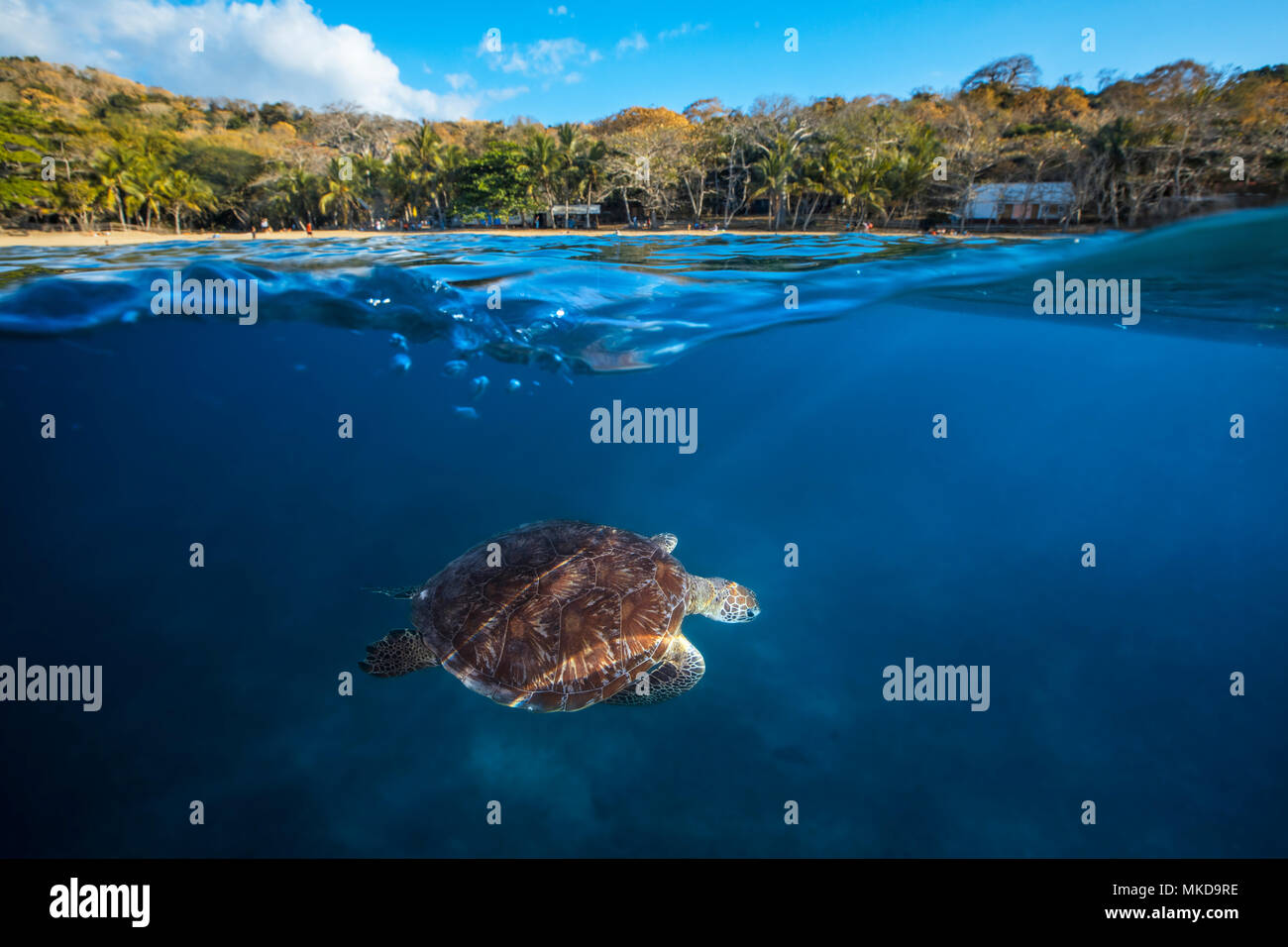 La tortuga verde (Chelonia mydas) que viene a respirar en la superficie, de N?gouja platier, Mayotte Foto de stock