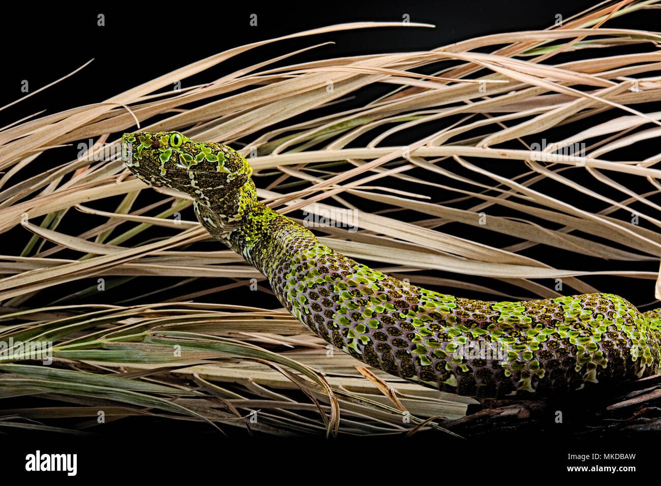Mt mang pitviper protobothrops mangshanensis fotografías e imágenes de
