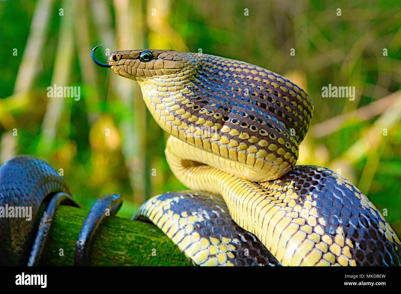 Retrato de Jansens Gonyosoma jansenii Rat (Serpiente), al norte de Sulawesi. Foto de stock