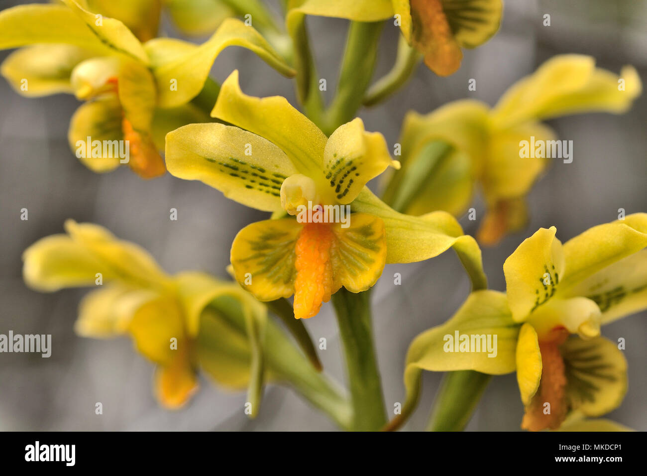 Las flores de las orquídeas (Gavilea odoratissima), Cerro Campanario