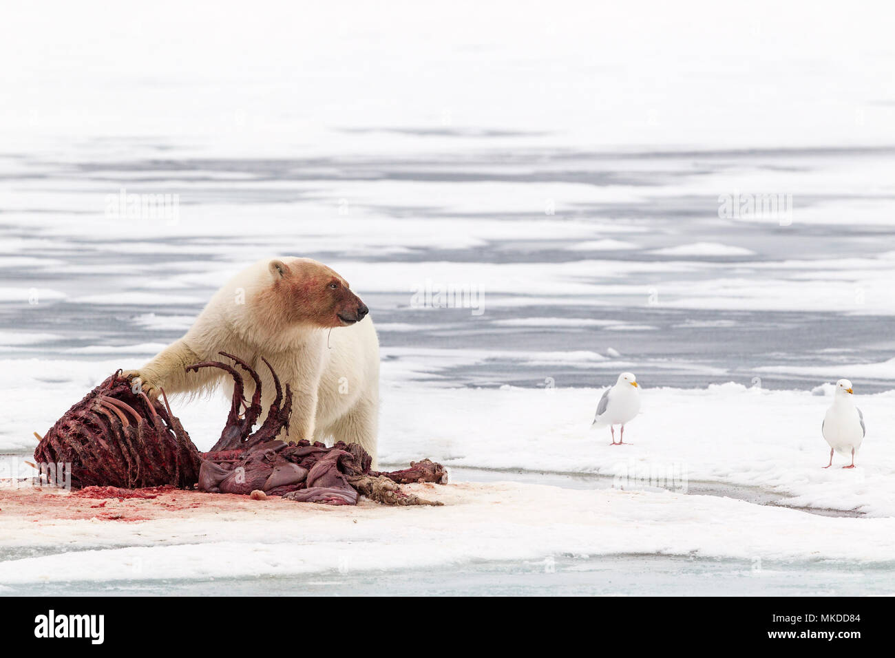 El oso polar (Ursus maritimus) comiendo una morsa (Odobenus rosmarus), sobre el hielo, Spitsbergen, Svalbard, archipiélago noruego, Noruega, el Océano Ártico Foto de stock