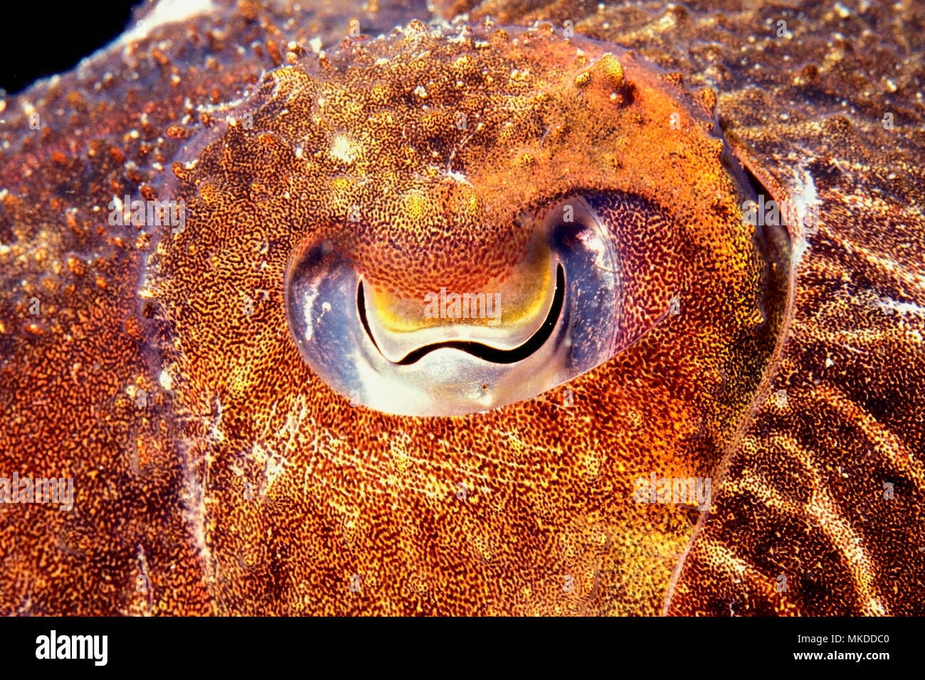 Yeye comunes de sepia (Sepia officinalis), el Mar Mediterráneo Foto de stock