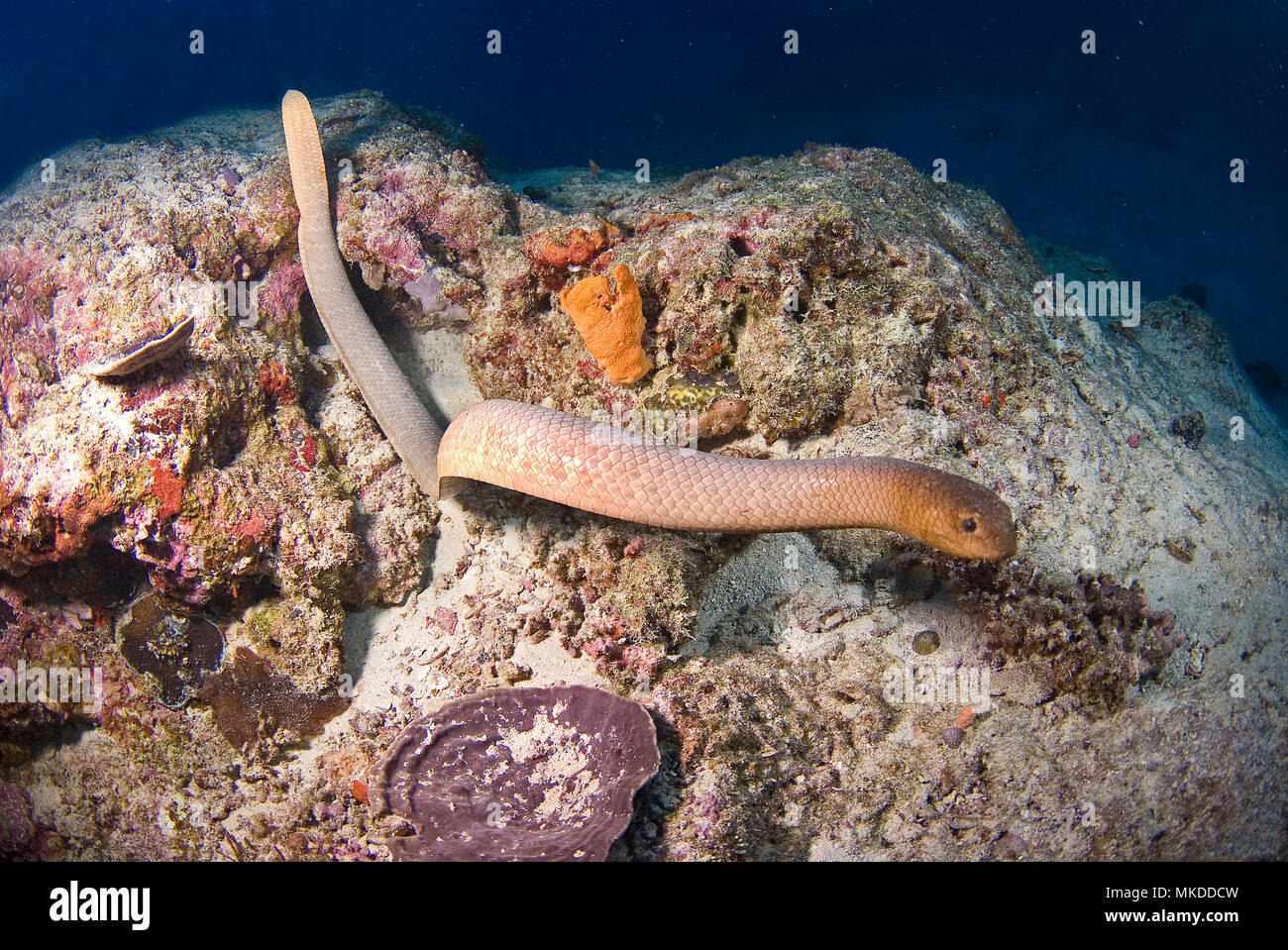 La serpiente de mar de Coral, la Gran Barrera de Coral de Australia Foto de stock