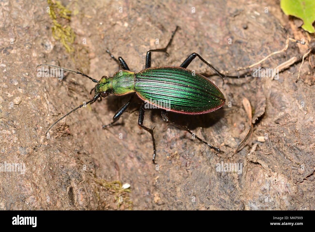 (Ceroglossus Ceroglossus magellanicus subsp. Caburgansis), protegido Carabidae escarabajo en Chile, Parque Nacional Huerquehue, IX Región de La Araucanía, Chile Foto de stock