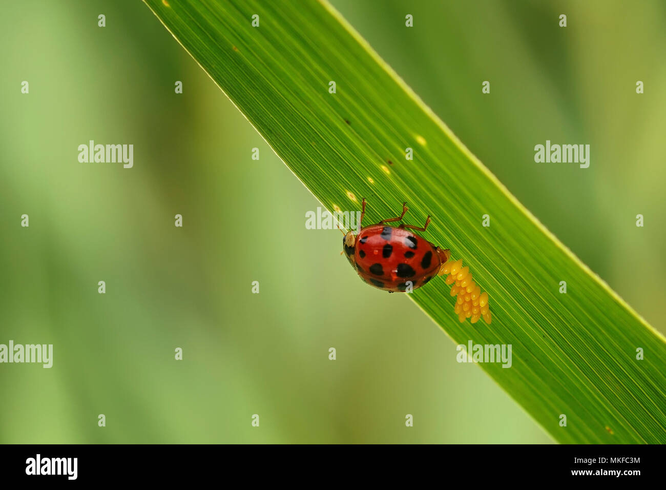 Ladybug (Coccinellidae sp) sentar sobre una brizna de hierba, Francia Foto de stock