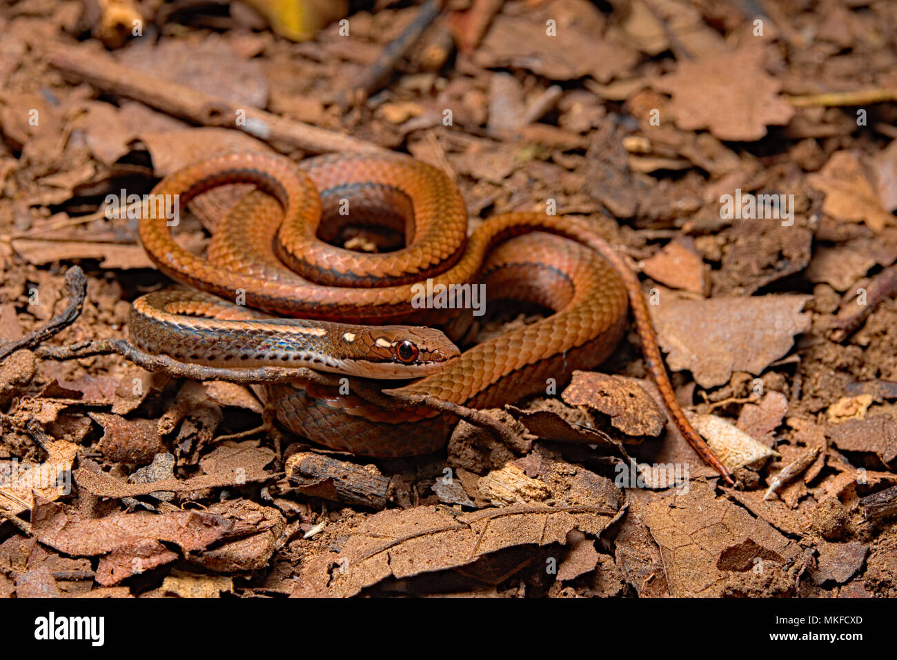 Adornado elegante serpiente marrón (Rhadinaea decorata), Costa Rica Foto de stock
