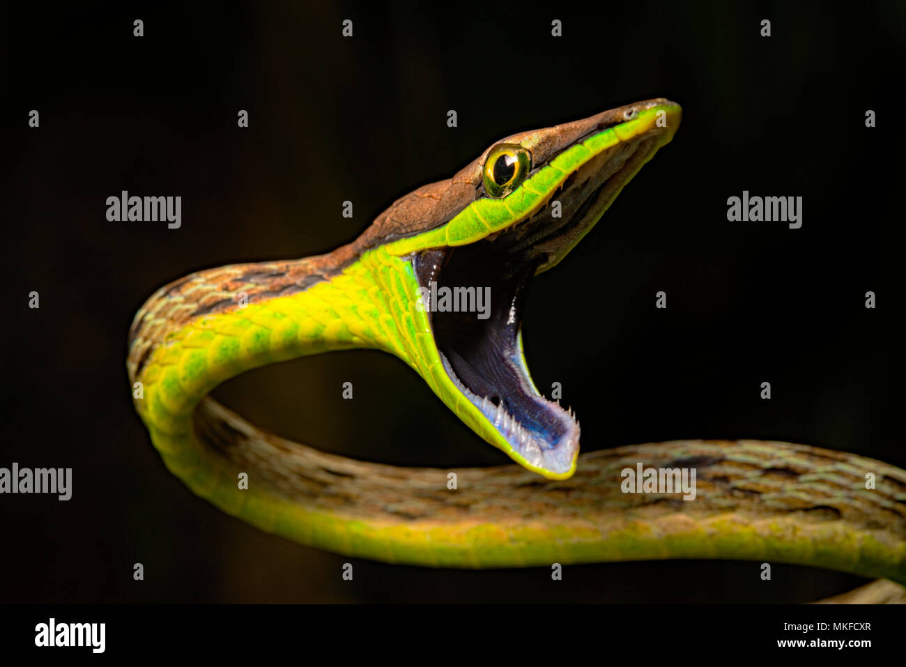 Retrato de Brown vid snake (Oxybelis aeneus) sobre fondo negro, Costa Rica Foto de stock