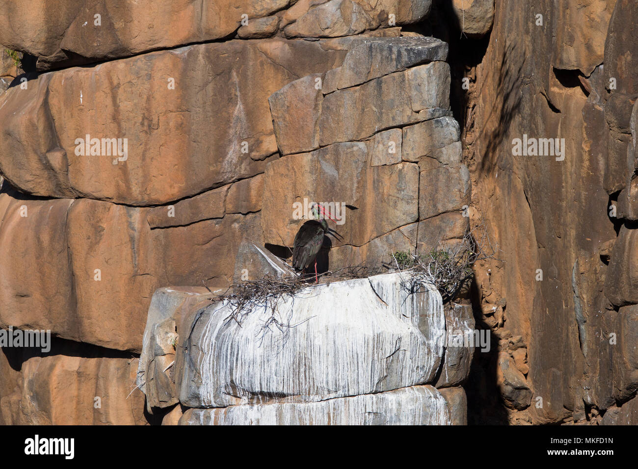 La cigüeña negra (Ciconia nigra), anidan en un acantilado, Upper Karoo, Sudáfrica Foto de stock