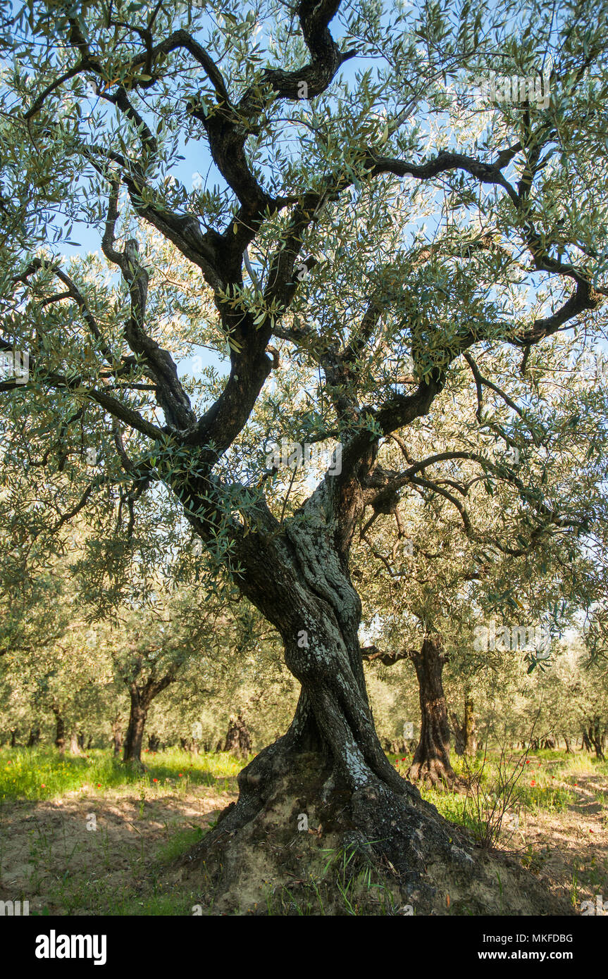 Centenario olivo (Olea europaea) en una plantación en la Drome Provencale, Rhône-Alpes, Francia Foto de stock