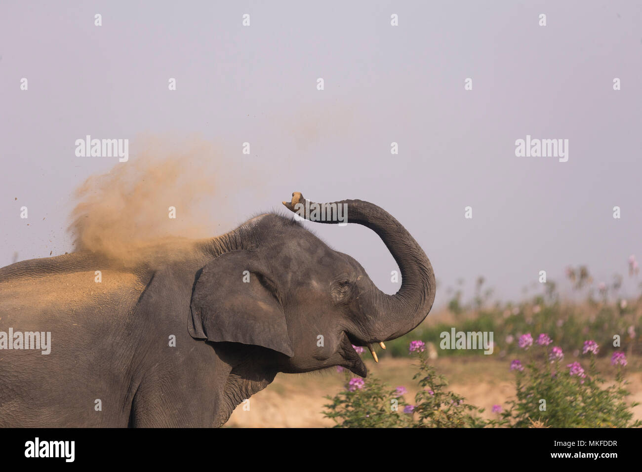 Nacional de Elefantes Asiáticos (Elephas maximus) Polvo de bañarse, el Parque Nacional de Kaziranga, en el Estado de Assam, India Foto de stock