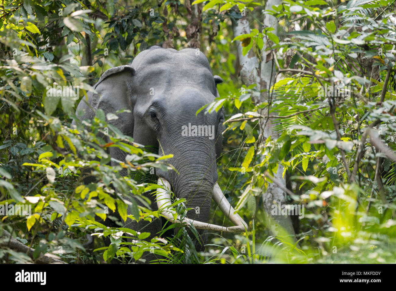 El elefante asiático (Elephas maximus), salvaje en el Bosque, Parque Nacional de Kaziranga, en el Estado de Assam, India Foto de stock