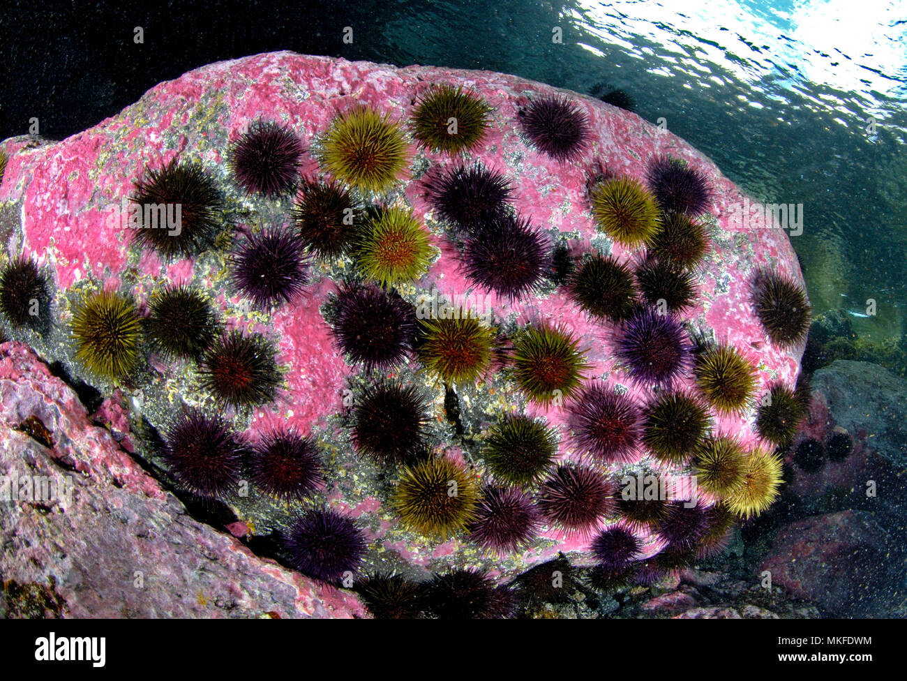 Erizo de mar púrpura (Sphaerechinus granularis) sobre roca, Lanzarote, Islas Canarias. Foto de stock