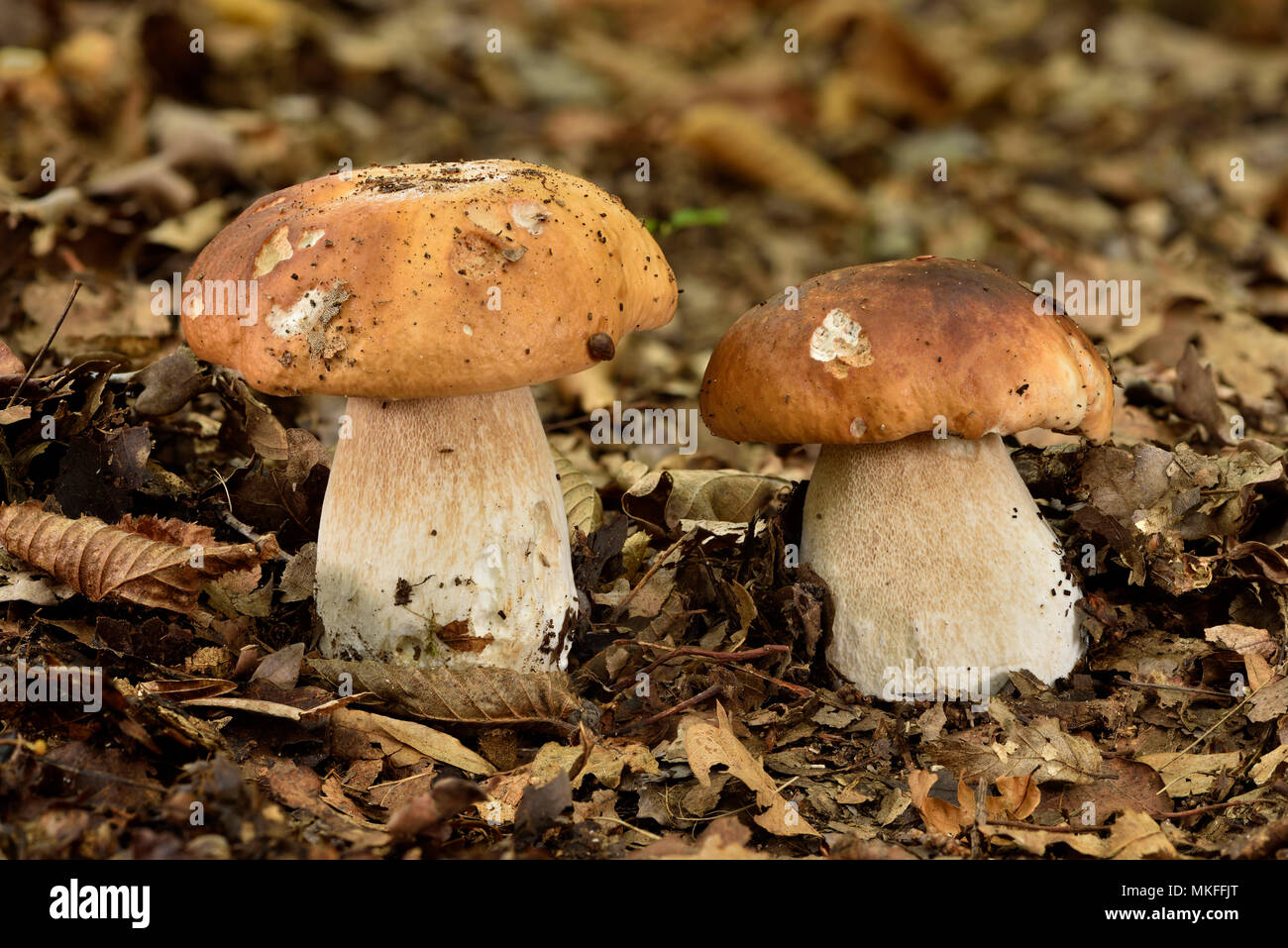 Penny bun (Boletus edulis), matorrales, bosques Coye, Ile-de-France, Francia Foto de stock