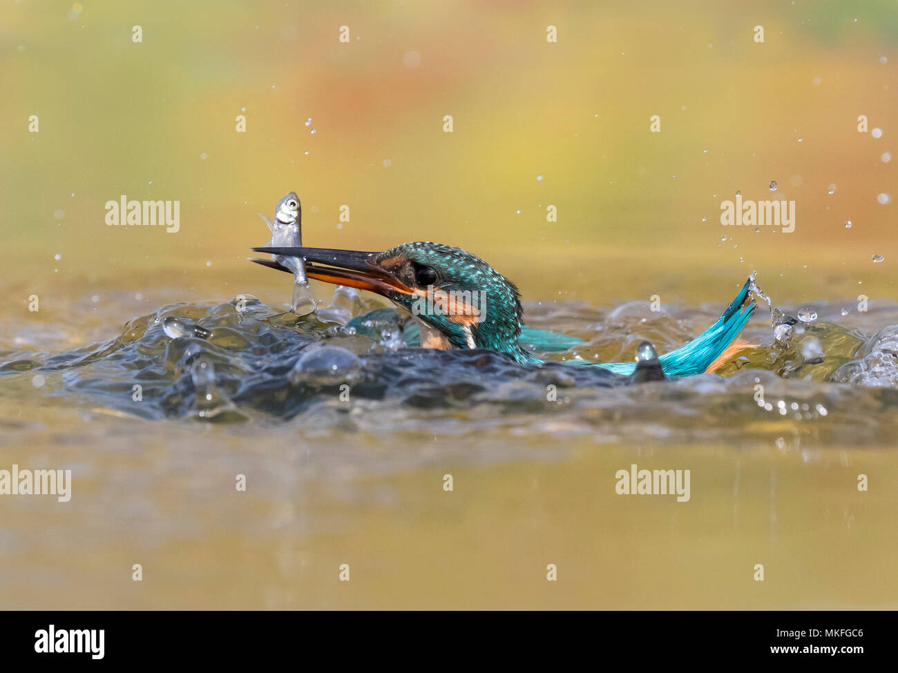 El martín pescador (Alcedo atthis) hembra coger un pez, Inglaterra, Otoño Foto de stock