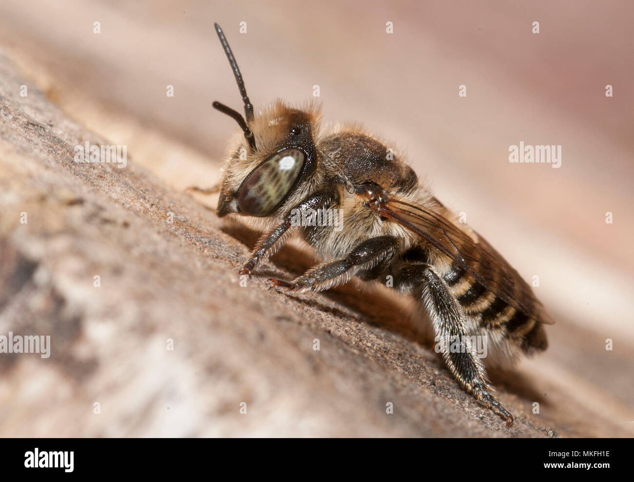 Hoja-corte (abeja Megachile pilidens) tomando sol, el Parque Natural Regional de los Vosgos del Norte, Francia Foto de stock