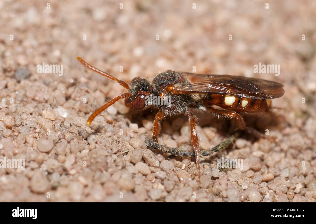 Abeja cuco (Nomada alboguttata) arena parasitarias (abeja Andrena barbilabris) buscando su galería de anidación huyó hacia la arena, el Parque Natural Regional de Vosges du Nord, Francia Foto de stock