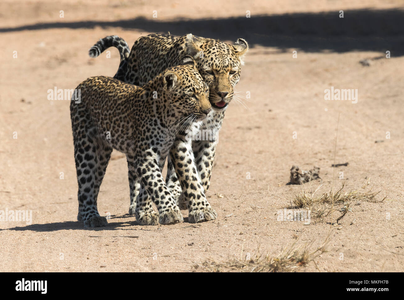 Leopardo africano (Panthera pardus pardus), mujeres y jóvenes, la reserva de caza Mala Mala, República Sudafricana Foto de stock