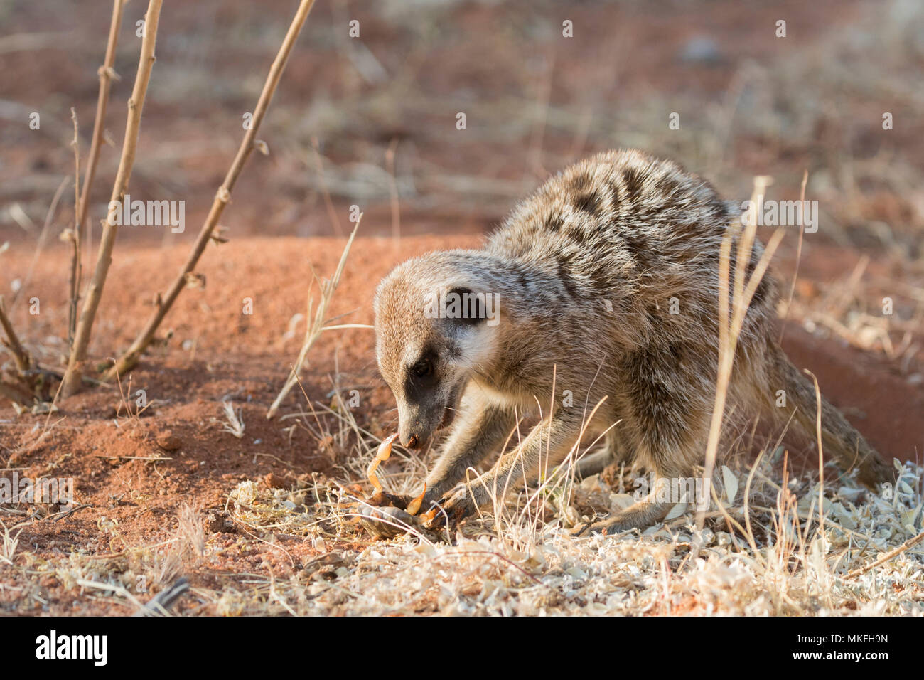 O suricata o Suricata suricatta suricate (), come un escorpión, el desierto de Kalahari, República Sudafricana Foto de stock
